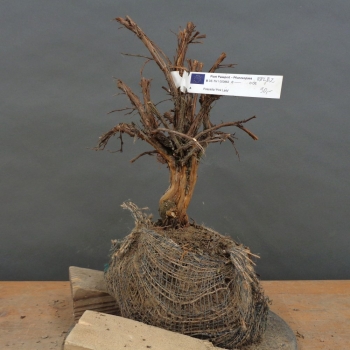 Rosa Fingerstrauch - Potentilla 'Pink Lady' B2